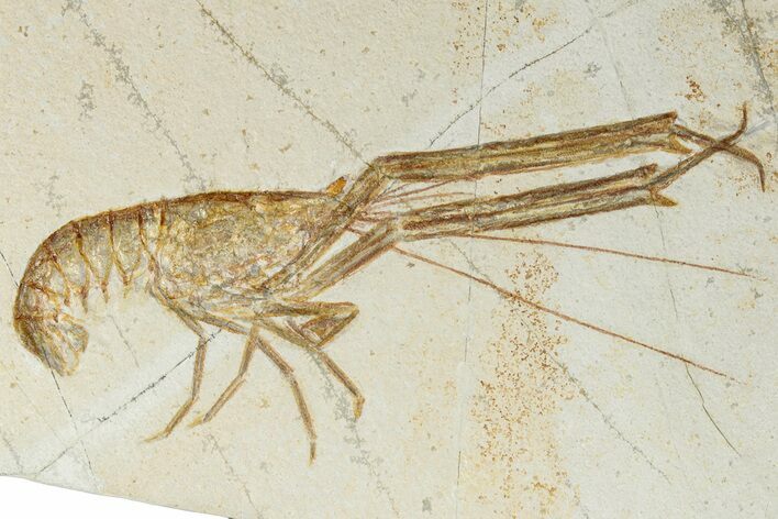 Jurassic Fossil Lobster (Mecochirus) - Solnhofen Limestone #317482